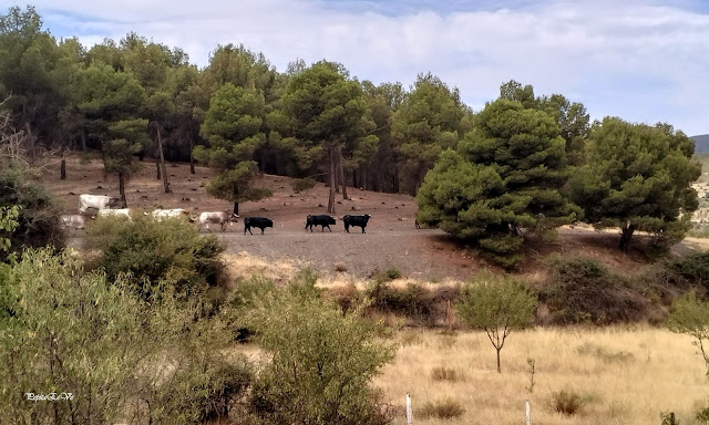 Jérez del Marquesado, Ganadería Castillo de la Reina, toros.