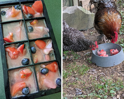 Fruit juice chicken treats for summer.