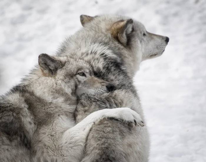 اثنين من الذئب الأبيض او الذئب القطبي الشمالي