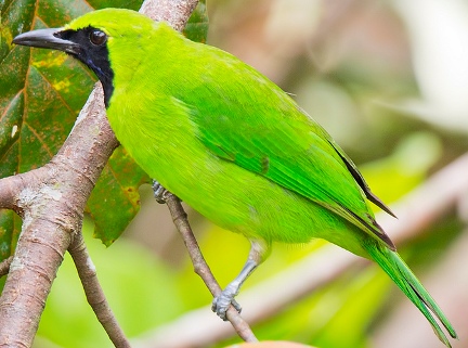  BURUNG  CUCAK HIJAU CARA MERAWAT CUCAK IJO SUPAYA GACOR