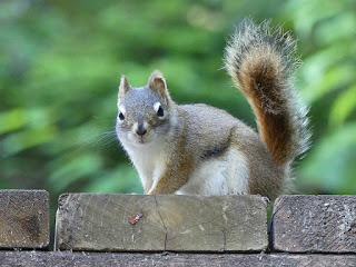 Ecureuil roux d'Amérique - Tamiasciurus hudsonicus - Ecureuil de l'Hudson