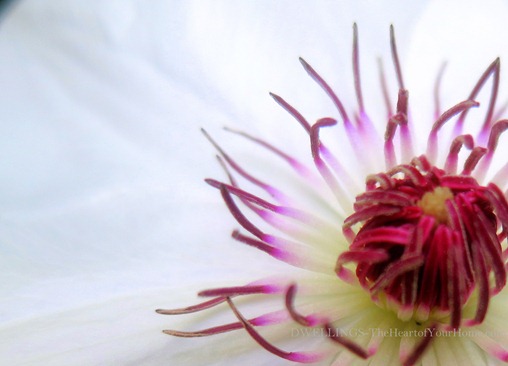 White Clematis 3