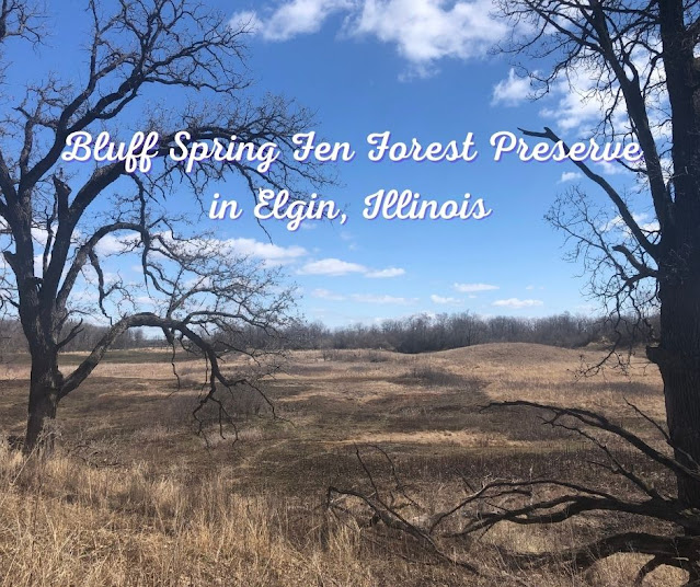 Admiring the View at Bluff Spring Fen Forest Preserve in Elgin, Illinois
