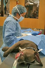 dog on operating table being spayed or neutered