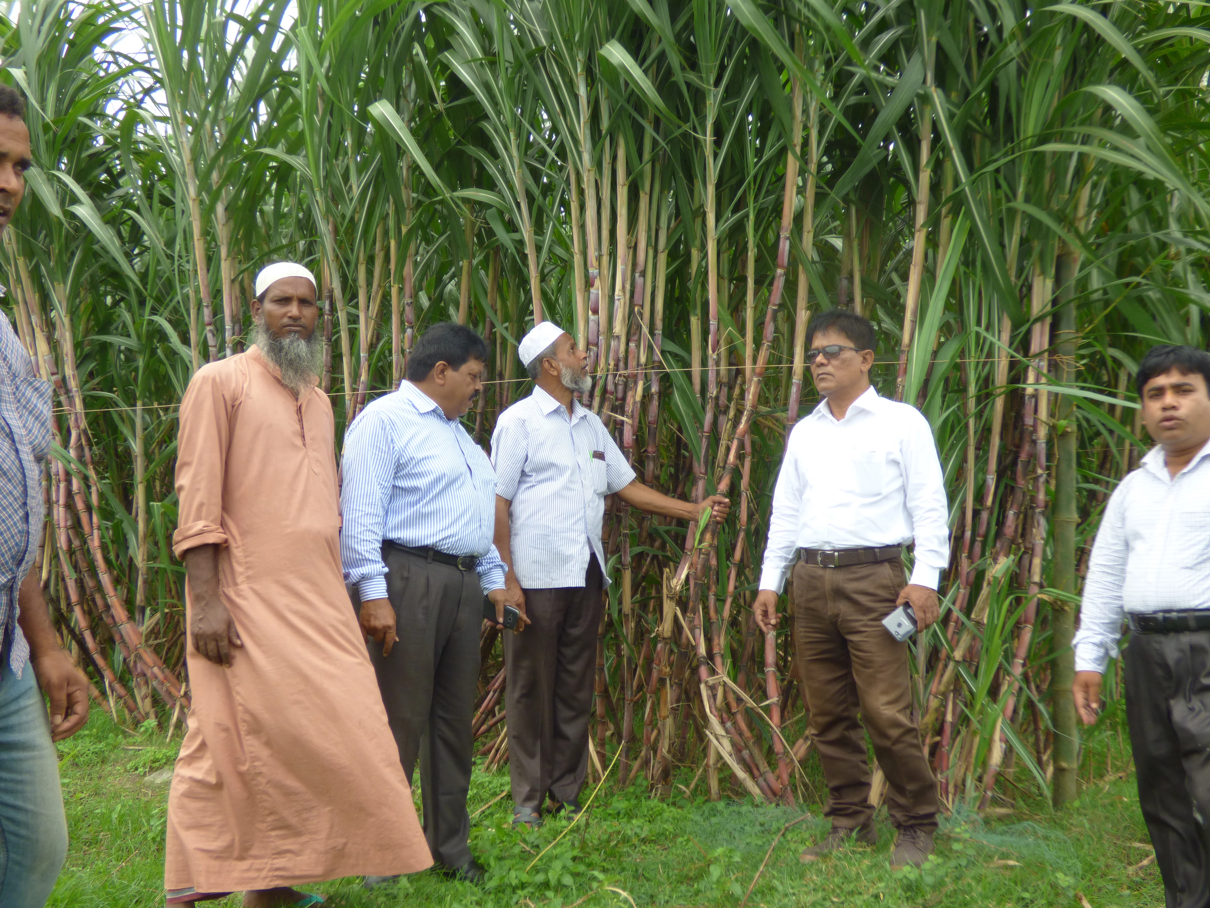 How to Grow and Care for Sugar Cane