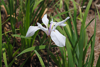 カキツバタ