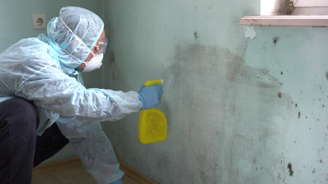 mould-removal-in-sydney