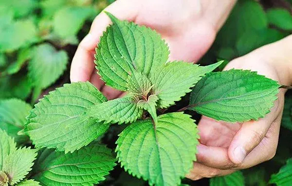 Lá tía tô - Một loại thảo dược tự nhiên hữu ích cho sức khoẻ