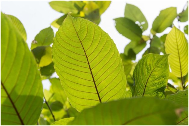 10 Interesting Ways to Use Red Borneo Kratom