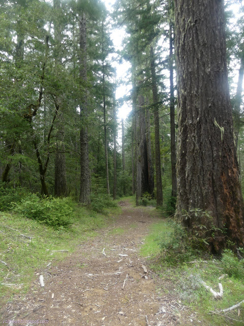 158: trees and wide trail