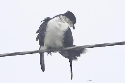 Pied Cuckoo