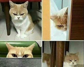 ANGRY CAT