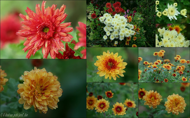 chrysanthème orange rouge jaune blanc