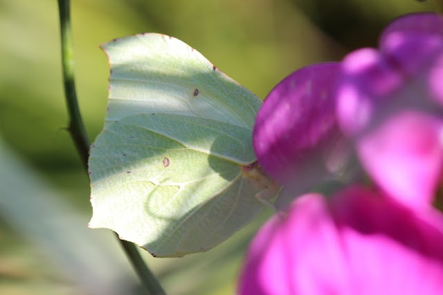 Tierfotos - Schmetterlinge - Zitronenfalter - Weibchen