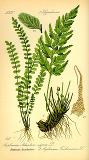 Asplenium trichomanes botanical drawing (www.biolib.de).