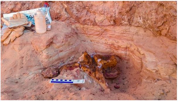 first known aquatic dinosaur just discovered in morocco
