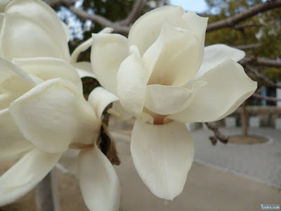 桃園公園の桃の花