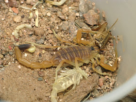 animalia,wild insect,scorpion,wild insect,