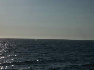 Whale spouting in the distance