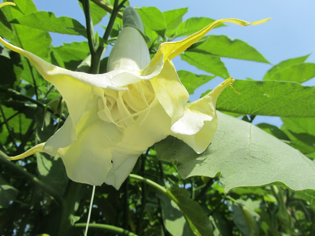 Fiore Bianco Brugmansia