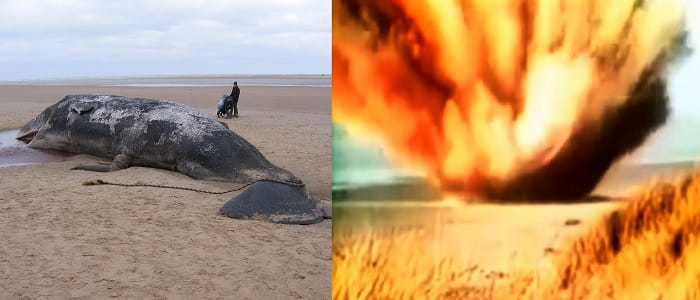 Why Does a Decomposing Whale Explode? Why Dead Whales Are So Dangerous?