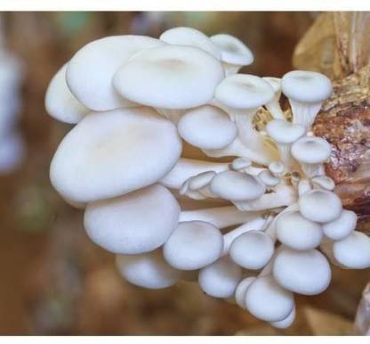 Mushroom spawn laboratory company in Pune | Mushroom spawn center | Biobritte mushroom center