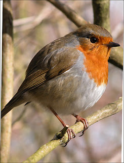 robin