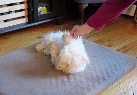 Using a treat as a lure, train your dog to Roll Over