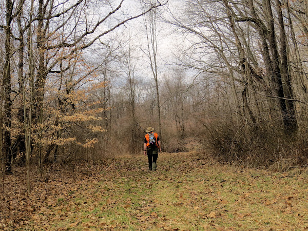 hiker in brown woods