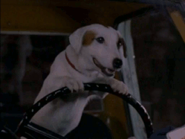 gif cachorro dirigindo carro tirou até carteira de motorista