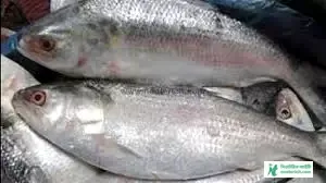 Hilsa Fish Image Download - How to Know Hilsa Fish - Hilsa Fish Price 2023 - elish mas - NeotericIT.com - Image no 9