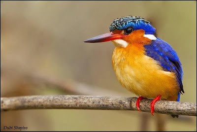 Martín pescador malgache Corythornis vintsioides