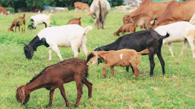 Idul Adha 1443 Hijriah , Pemkot Bandung Sebarkan 100 Ekor Kambing dan 45 Ekor Sapi Kurban