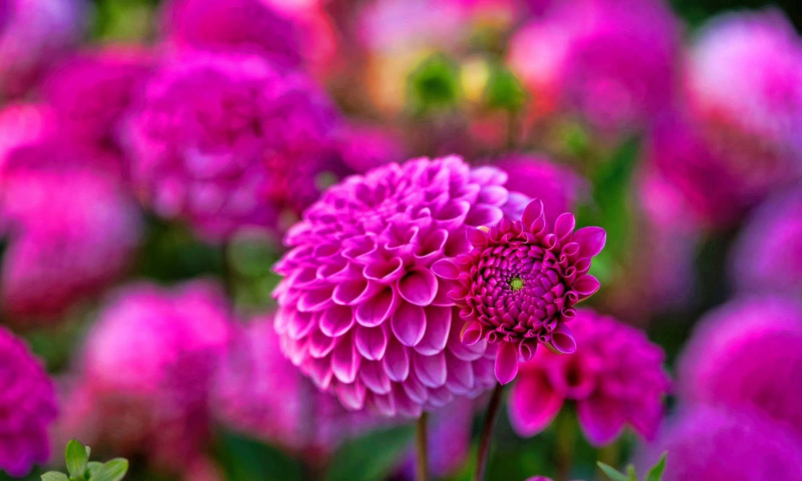 HD Wallpapers Fine: colors full flowers