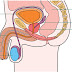 PROSTATE CANCER AND ENLARGEMENT PREVENTION AND TREATMENT. USE VITOLIZE