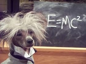 Funny animals of the week - 20 December 2013 (40 pics), funny dog looks like Albert Einstein