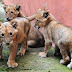 El Zoológico de Zacango presentó a los tres leones africanos nacidos el pasado 1 junio