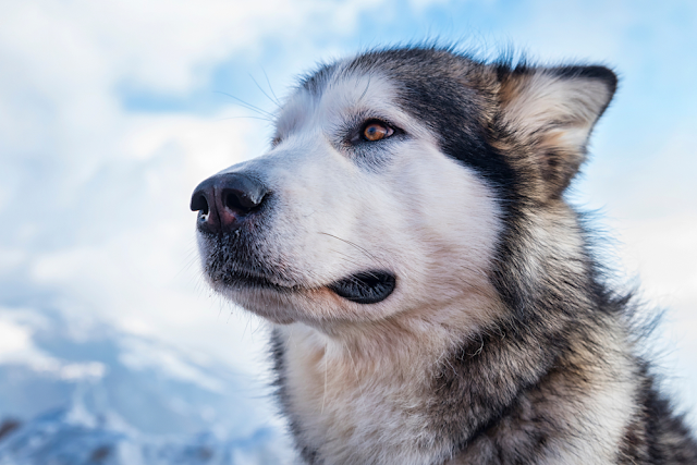 Lịch sử của chó chăn cừu Alaska