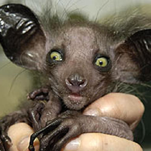 ugly animals pictures. ugly animals pics. ugly