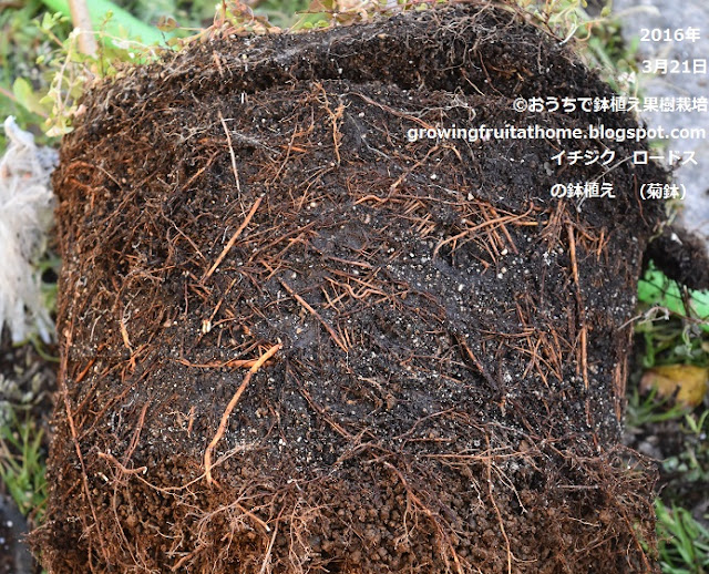 イチジクの品種ロードスの鉢植えの植え替え作業の写真