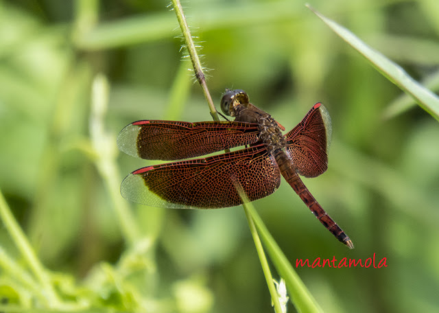 Common Parasol