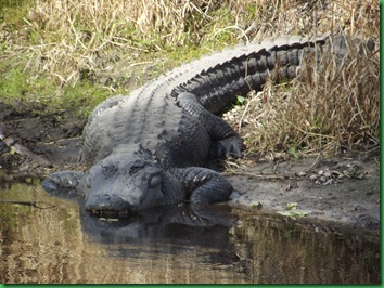 Saturday at Myakka 064
