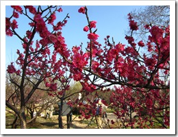 0923 - China - Nanjing- Plum Blossom Int. Festival