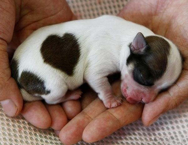 Cutest puppy get a natural heart mark