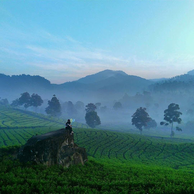 Perkebenunan Teh Ranca Bali sangat Indah