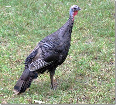 wild-turkey-in-my-yard