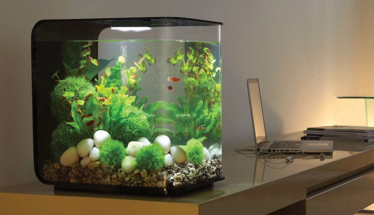 Model Dan Harga Aquarium Mini Cara Budidaya Ikan