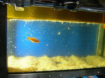 goldfish eggs in aquarium. goldfish eggs in pond. of note