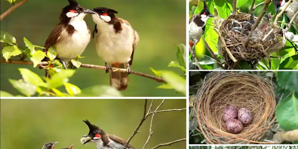 Bỏ túi ngay cách nuôi chim chào đúng cách từ a~z | chi tiết và đầy đủ nhất