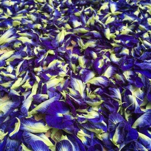 Home Grown Bunga Telang Blue Pea Flowers Supermart